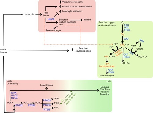 Figure 1 Consequences of tissue trauma on heme catabolism, reactive oxygen species, and polyunsaturated fatty acid metabolism.Notes: Top panel: following tissue trauma, release of free heme can serve as a signal for proinflammatory events.Citation71 The oxidative degradation of heme by heme oxygenase removes free heme, and generates catabolites with antioxidant and anti-inflammatory effects.Citation70–Citation75 Iron released from heme by heme oxygenase catabolism can be stored by ferritin, preventing its participation in redox reactions.Citation70 Middle panel: acute inflammation is associated with an increase in reactive oxygen species, which are regulated by cellular enzymes involved in redox reactions.Citation55,Citation76,Citation77 Reactive oxygen species can have proinflammatory effects, and chronic inflammatory diseases are often associated with oxidative stress.Citation55,Citation76,Citation77,Citation79 In some cases, reactive oxygen species can have anti-inflammatory effects.Citation62,Citation78 lower panel: in response to proinflammatory stimuli, phospholipase A2 mediates release of arachidonic acid from the cell membrane.Citation80,Citation81 an increase in inducible prostaglandin-endoperoxide synthase 2 also occurs.Citation80,Citation82–Citation84 During the early inflammatory response, arachidonic acid is metabolized by prostaglandin synthases and lipoxygenases to generate eicosanoids and leukotrienes,Citation21,Citation24,Citation85–Citation87 which is followed, at later times, by “lipid mediator class switching.” The latter is thought to serve as a switch from the production of proinflammatory lipid mediators to those involved in programmed resolution.Citation10,Citation16,Citation19–Citation22Abbreviations: GSH, reduced glutathione; GSSG, glutathione disulfide; PGD2, prostaglandin D2; PGE2, prostaglandin E2; PGG2, prostaglandin G2; PGH2, prostaglandin H2; PGI2, prostaglandin I2; PUFA, polyunsaturated fatty acid.