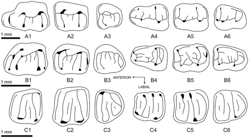 FIGURE 6. Comparison of molars among the Early Oligocene rodents. Eucricetodon caducus Shevyreva, Citation1967 (Cricetidae): A1–A3, M1–M3, A4–A6, m1–m3; Caecocricetodon yani, gen. et sp. nov. (Cricetidae): B1–B3, M1–M3, B4–B6, m1–m3; Microdyromys misonnei Vianey-Liaud, Citation1994 (Gliridae): C1–C3, M1–M3, C4–C6, m1–m3.