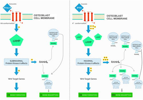 Figure 1 Model of parathyroid hormone (PTH)/teriparatide and PTH-related peptide (PTHrP/abaloparatide activation of parathyroid hormone type 1 receptor (PTH1R)).