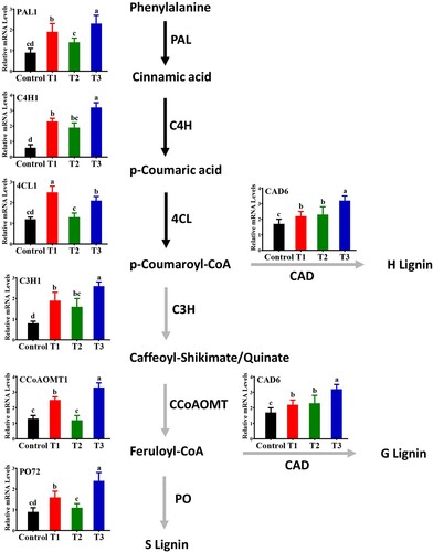 Figure 7. Effect of B. subtilis IAGS174 on expression levels of lignin biosynthetic genes in tomato plants after F. oxysporum inoculation. RT-qPCR analysis was performed five days post pathogen inoculation. Control = Non-treated control plants; T1= Pathogen control; T2= Bacterial inducer; T3= Bacterial inducer + pathogen. Vertical bars indicate the standard error of mean. Columns with different letters are statistically significantly different according to Duncan’s new multiple range test at P < 0.05.