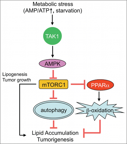 Figure 1. TAK1-mediated autophagy prevents hepatic steatosis and tumorigenesis. Upon nutrition deprivation, TGF-β activated kinase 1 (TAK1) mediates autophagy through activation of AMP-activated protein kinase (AMPK) and inhibition of mechanistic target of rapamycin complex 1 (mTORC1). TAK1 is also associated with induction of peroxisome proliferator-activated receptor (PPAR) α-mediated fatty acid oxidation (FAO) through suppression of mTORC1. Both autophagy and FAO contribute to lipid breakdown to prevent excessive lipid accumulation in hepatocytes. Autophagy prevents, and mTORC1 enhances, spontaneous tumorigenesis in the liver.