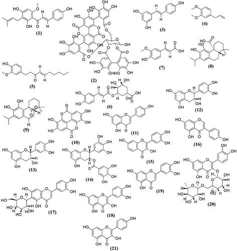 Figure 1. Chemical structures of the dietary polyphenols that modulate Keap1/Nrf2/ARE and interconnected signaling pathways. Here, (1) xanthohumol, (2) punicalagin, (3) resveratrol, (4) methyleugenol, (5) 6-shogaol, (6) chlorogenic acid, (7) ferulic acid, (8) carnosic acid, (9) carnosol, (10) ellagic acid, (11) apigenin, (12) catechin, (13) epicatechin, (14) EGCG, (15) fisetin, (16) genistein, (17) isoorientin, (18) quercetin, (19) luteolin, (20) rutin, and (21) kaempferol.