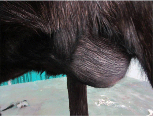 Figure 1.  Image showing unusual large incisional ventral hernia in a male crossbred goat.