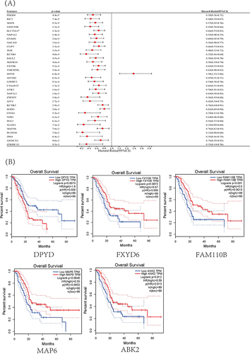 Figure 5 (A) Survival forest map of 26 hub genes. (B) Kaplan-Meier survival curves of PC patients stratified by low or high expression of the five hub genes.