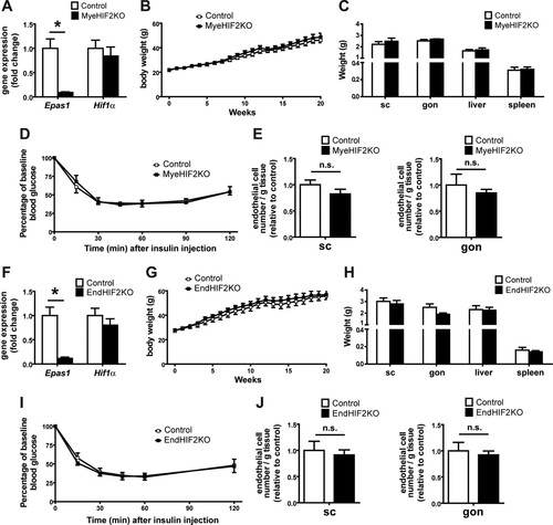 FIG 6 No role of myeloid or endothelial HIF2α in obesity-related metabolic dysregulation. (A) Effective deletion of Epas1 (Hif2α) but not of Hif1α in bone marrow-derived macrophages from control and MyeHIF2KO mice. Gene expression of control mice was set as 1. (B) Body weights of HFD-fed control and MyeHIF2KO mice. (C) Tissue weights of obese control and MyeHIF2KO mice. (D) Insulin tolerance test of obese MyeHIF2KO and control mice. (E) FACS staining for endothelial cells (CD31+ CD45−) in the SVF of subcutaneous (sc) and gonadal (gon) WAT of obese MyeHIF2KO and littermate control mice. The absolute endothelial cell number per gram of tissue was quantified. Data are shown relative to those for the control; data of control mice were set as 1. For panels A to E, data are expressed as means ± SEMs (n = 4 or 5 per group). *, P < 0.05. n.s., not significant. (F) Effective deletion of Epas1 (Hif2α) but not of Hif1α was assessed in sorted lung endothelial cells from control and EndHIF2KO mice. Gene expression of control mice was set as 1. (G) Body weights of HFD-fed control and EndHIF2KO mice. (H) Tissue weights of obese EndHIF2KO and littermate control mice. (I) Insulin tolerance test of obese EndHIF2KO and littermate control mice. (J) FACS staining for endothelial cells (CD31+ CD45−) from the SVF of scWAT and gonWAT of obese EndHIF2KO and littermate control mice. The absolute endothelial cell number per gram of tissue was quantified. Data are shown relative to those for the control; data of control mice were set as 1. For panels F to J, data are expressed as means ± SEMs (n = 5 per group). *, P < 0.05.