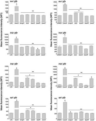 Figure 3. Relative impact of regulatory loci on expression of individual protease genes and operons in LAC and UAMS-1. The indicated pCM11 gfp reporter plasmids were introduced into LAC, UAMS-1 and each of the isogenic regulatory mutants. Results are reported as the average mean fluorescence intensity ± standard error of the mean from two biological replicates, each of which included three experimental replicates. Asterisk indicates statistical significance by comparison to the results observed with the isogenic parent strain. Doubles asterisks indicate statistical significance by comparison to the isogenic sarA mutant