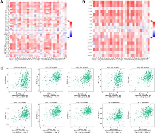 Figure 8 Correlation analysis of SLFN11 expression with chemokines and chemokine receptors based on the TISIDB database. Plot of SLFN11 expression versus chemokines (A) and chemokine receptors (B) in multiple cancer types. (C) SLFN11 expression was positively correlated with the infiltration levels of CXCL5, CXCL10, CXCL11, CXCL13, CCR5, CCR6, CXCR3, CXCR4, CXCR5 and CXCR5.