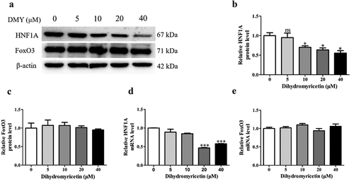 Figure 4. DMY inhibited the expression of the transcription factors HNF1A in HepG2 cells. (a–c) Western blot analysis showing HNF1A and FoxO3 protein levels in HepG2 cells treated with DMY (5–40 µM) for 24 h. (d, e) qRT-PCR results showing HNF1A and FoxO3 mRNA levels in HepG2 cells treated with DMY (5–40 µM) for 24 h. The values are expressed as means ± SEM (n = 3). *p < .05, **p < .01, and ***p < .001 compared with the control group. DMY, Dihydromyricetin. HNF1A, hepatocyte nuclear factor 1A. FoxO3, forkhead box O3.