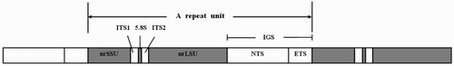 Figure 1 . Schematic diagram of the tandemly repeated ribosomal DNA in eukaryotes, nrSSU: small subunit ribosomal RNA; nrLSU: large subunit ribosomal RNA; ITS1: internal transcribed spacer 1; ITS2: internal transcribed spacer 2; NTS: non-transcribed spacer; ETS: external transcribed spacer; IGS: intergenic spacer.