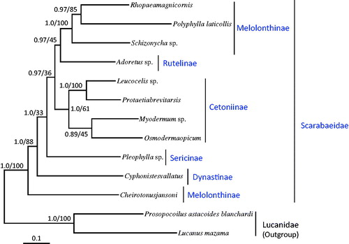 Figure 1. Phylogeny of Scarabaeidae. Bayesian inference (BI) and maximum likelihood (ML) methods produced the same topology based on the concatenated 11 protein-coding genes (PCGs). ND1 and ND2 were excluded in the analysis because of unavailability in several other species of Scarabaeidae. The numbers at each node specify Bayesian posterior probabilities in percent by BI (first value) and bootstrap percentages of 1000 pseudoreplicates by ML (second value). The scale bar indicates the number of substitutions per site. Two species of Lucanidae were utilized as outgroups. GenBank accession numbers are as follows: Rhopaea magnicornis, FJ859903; Polyphylla laticollis, KF544959; Schizonycha sp., JX412739; Adoretus sp., JX412788; Leucocelis sp., JX412740; Protaetia brevitarsis, KJ830749; Myodermum sp., JX412847; Pleophylla sp., JX412736; Cyphonistes vallatus, JX412731; Cheirotonus jansoni, KC428100; Prosopocoilus astacoides blanchardi, KF364622; and Lucanus mazama, NC_013578.