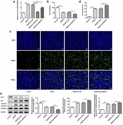 Figure 3. Downregulation of lncRNA NORAD reduced cell viability and promoted cell apoptosis under OGD/R condition. OGD/R-injured SH-SY5Y cells were transfected with sh-NC or sh-NORAD. (a) The silencing efficiency was validated by RT-qPCR analysis. (b) Cell viability was determined using CCK-8 assay. (c, d) Cell apoptosis was assessed using TUNEL assay. (e) Expression levels of Bcl-2, Bax and Cleaved caspase-3 were detected using western blot assay. *P < 0.05, **P < 0.01, ***P < 0.001