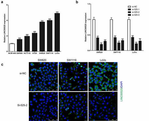 Figure 1. Expression of LINC00525 in colorectal cancer cells.