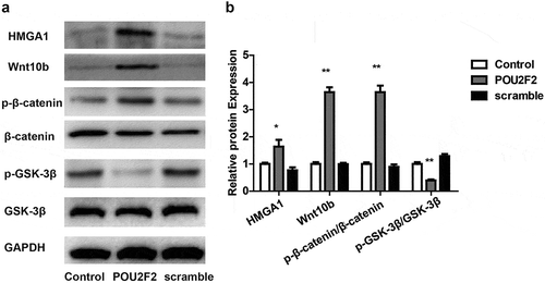Figure 6. Overexpressing of POU2F2 activates the HMGA1/Wnt/β-catenin signaling pathway in hMSCs cells.(a) Protein bands of HMGA1, Wnt10b, p-β-catenin, β-catenin, p-GSK-3β, GSK-3β and GAPDH in each group. (b) Overexpressing of POU2F2 increased protein expression of HMGA1, Wnt10b, p-β-catenin, and p-GSK-3β. Statistical significance was shown as *p < 0.05, **p < 0.01.