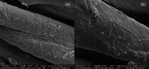 Figure 6. SEM micrograph of AgNPs coated on cotton fabric with accelerating voltage of 10 kV at a magnification of 5,000× (A) CE100 and (B) CE100-30W.