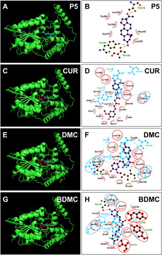 Figure 8. Molecular docking of curcumin (CUR), demethoxycurcumin (DMC) and bisdemethoxycurcumin (BDMC) with rat 3β-HSD1: 3D model (cyan, A) and 2 D model (purple, B) of P5 with r3β-HSD1; 3D superimposed image of CUR (C) DMC (E), BDMC (G): curcuminoid (red) occupies P5 (cyan) binding site; 2D superimposed image of CUR (D), DMC (F), BDMC (H): each curcuminoid (purple) overlaps P5 (cyan) contact residues (red circle) with the hydrogen bond (dotted line).