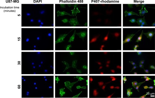 Figure 3 Immunofluorescent microscopy of fixed U87-MG cells after exposure to fluorescent P407-rhodamine nano-micelles for 5, 15, 30 and 60 minutes. Scale bar = 25 μm.