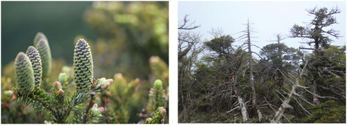 Figure 3. Characteristic cones (left) and dead trees (right) of Abies koreana E.H. Wilson in Yeongsil of Mt. Halla. This is an endemic and climate-sensitive biological indicator species in Korea. Seven studies have been reported on endophytic fungi related to fir trees, and 12 taxa in 1 division (Ascomycota), 3 classes, 8 orders, 11 families, and 12 genera were reported. The study results are insufficient, considering the urgency to better understand host plant-endophytic fungi associations in fir trees and other plants.