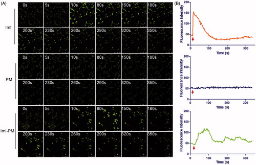 Figure 4. Real-time intracellular Ca2+ transients by fluo-3/AM fluorescence imaging technique. (A) Real-time confocal images of cytoplasmic free Ca2+ transients (shown as green fluorescence) in A549 cells induced by free ImI, blank PMs, or ImI-PMs. (B) Quantitative analysis of cytoplasmic free Ca2+ concentrations. Each point on the plots represents mean fluorescence intensity obtained from at least 10 randomly selected ROIs. Red arrows indicate the time for addition of free ImI, blank PMs, or ImI-PMs.