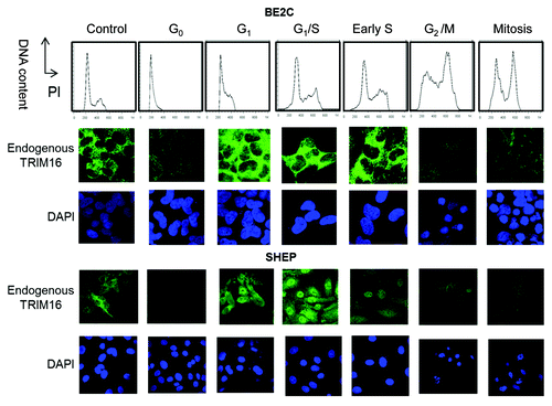 Figure 3. TRIM16 localization shifts to the nucleus during the G1 phase of the cell cycle. (A) Propidium iodide was used to optimize the synchronization of BE2C and SHEP cell lines by DNA content analysis. Immunofluorescent studies used confocal microscopy with the 100× objective on the Olympus FV1000. Endogenous TRIM16 is stained with Alexa Fluor 488 (green). DAPI (nuclear/DNA stain) has blue staining.