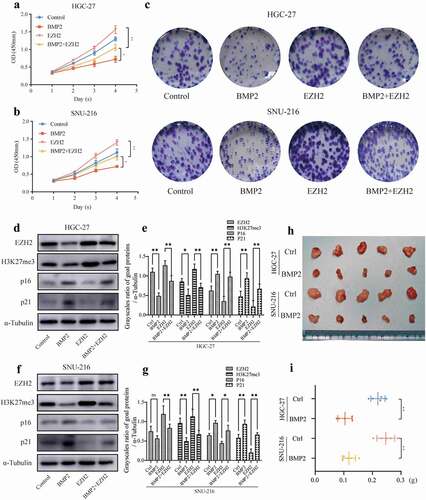 Figure 4. Upregulation of EZH2 reduces the inhibition of HGC-27/SNU-216 by rhBMP2. (a, b) Cell viability was measured by a CCK8 assay after the upregulation of EZH2 in HGC-27 and SNU-216 cells compared with the control group with or without the rhBMP2 treatment. (c) Colony formation capacity of HGC-27/HGC-27-EZH2 and SNU-216/SNU-216-EZH2 cell lines after culture with rhBMP2 (100 ng/ml) or PBS for 2 weeks. (d, e, f, g) Expression of H3K27me3, P16, and P21 was measured by a western blot analysis of EZH2-overexpressing cells compared with control cells with or without the rhBMP2 treatment. α-Tubulin was used as an internal control. (h, i) Images and weights of xenograft tumors 21 days after the inoculation of HGC-27 or SNU-216 cells treated with 100 μl rhBMP2 (20 μg/ml) or PBS.
