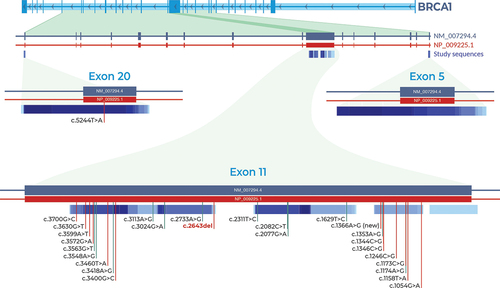 Figure 3. Distribution and locations of identified BRCA1 variants. Only one variant was detected in exon 20. Exon 11 had 26 variants. One is pathogenic (c.2643del) and one is a novel allele (c.1366A>G). No variants were detected in exon 5. Vertical red indicate pathogenicity or conflicting interpretations of pathogenicity. Vertical green vertical lines indicate benign or likely benign variants.