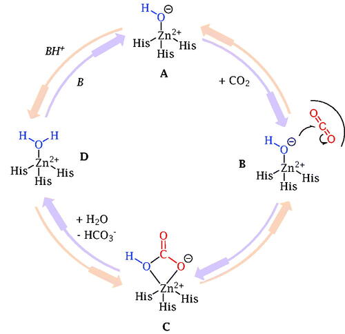 Figure 1. Schematic representation of the hCA catalytic mechanism.