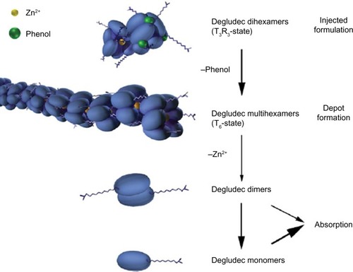 Figure 2 Schematic representation of the hypothesis for the mode of retarded absorption of insulin degludec.Citation1 Insulin degludec is injected subcutaneously as a zinc phenol formulation containing insulin degludec dihexamers in the T3R3 conformation. Rapid loss of phenol changes the degludec hexamers to T6 configuration and multihexamer chains form. With slow diffusion of zinc, these chains break down into dimers, which quickly dissociate into readily absorbed monomers.
