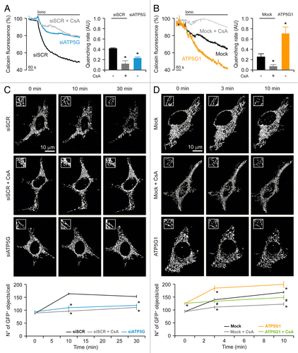 Figure 2. Impact of the c subunit of the FO ATP synthase on MPT and MPT-driven mitochondrial fragmentation in HeLa cells. (A and B) Human cervical carcinoma HeLa cells were either transfected with a control siRNA (siSCR) or a mix of siRNAs targeting ATP5G1, ATP5G2 and ATP5G3 (siATP5G) for 48 h (A) or, alternatively, subjected to mock transfection or transfected with a plasmid encoding MYC-tagged ATP5G1 for 24 h (B), then loaded with calcein acetoxymethyl ester plus Co2+, optionally administered with 1 μM cyclosporine A (CsA), and stimulated with 1 μM ionomycin (Iono), followed by the fluorescence microscopy-assisted assessment of the calcein signal over time. Representative traces upon normalization to the initial calcein signal and quantitative data illustrating the calcein quenching rate (means ± SEM, n = 5–7) are reported. *p < 0.05 (unpaired Student’s t-test), as compared with siSCR- (A) or mock-transfected (B) cells. (C and D) HeLa cells were transfected as in (A and B) but in combination with a plasmid encoding a mitochondrially targeted variant of GFP, optionally administered with 1 μM CsA, and stimulated with 1 μM Iono, followed by the fluorescence microscopy-assisted monitoring of the GFP signal over time. Representative images and quantitative data illustrating the number of GFP+ 3D objects per cell at the indicated time after the administration of Iono (means ± SEM, n = 4) are reported. *p < 0.05 (unpaired Student’s t-test), as compared with siSCR- (C) or mock-transfected (D) cells receiving no CsA. #p < 0.05 (unpaired Student’s t-test), as compared with ATP5G1-overexpressing cells receiving no CsA (D).