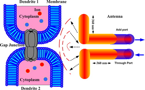 Figure 5. Cell coupling with nano-antenna model.
