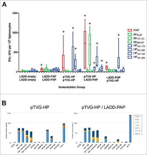 Figure 2. Prime/boost immunization using Lm- and DNA-based vaccines elicits PAP-specific MHC class I- and class II-restricted epitopes. Six- to ten-week old A2/DR1 mice were immunized twice three weeks apart with 1× 106 cfu LADD-empty, 1× 106 cfu LADD-PAP, 100 µg pTVG-HP followed by 1× 106 cfu LADD-PAP, or 1× 106 cfu LADD-PAP followed by 100 µg pTVG-HP (n = 6 per group). An additional group was immunized weekly with 100 µg pTVG-HP. Panel A: One week after the last immunization, splenocytes were harvested and assessed for cellular immunity by INFγ ELISPOT to PAP protein (red), PAP-specific HLA A2-restricted peptides (green, pp18–26, pp112–120, pp299–307), or PAP-specific, HLA-DR1-restricted peptides (blue, HP161–175, HP351–365, HP181–195, and HP191–205). Shown are box and whisker plots with the number of IFNγ spot-forming units (SFU) per million splenocytes for each stimulating antigen for all animals per treatment group, with group median shown by the horizontal bar. Statistical comparisons to mice immunized with LADD-empty control were made using Mann-Whitney U test and comparisons with p < 0.05 are represented with an asterisk. Results shown are from one study with 6 animals per group, and are representative of 3 experiments performed with 18 total animals per group. Panel B: Splenocytes from animals immunized twice with pTVG-HP (left) or pTVG-HP followed by LADD-PAP (right) were assessed for cytokine release in response to PAP protein or peptide stimulation by cytokine bead array. Shown are the individual cytokines (IFNγ, IL-2, IL-4, IL-6, IL-10, IL-17a, and TNFα) detected in culture supernatants following stimulation. Additional groups stimulated with PAP protein were co-cultured with anti-HLA-A2 or anti-HLA-DR.