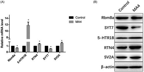 Figure 6. Validation of several targets of the differential miRNAs. (A) Transcription levels of Rbm8a, SYT7, HTR1B, RTN4, and SV2A were measured by qPCR. (B) Protein levels of Rbm8a, SYT7, HTR1B, RTN4, and SV2A were determined by western blotting.