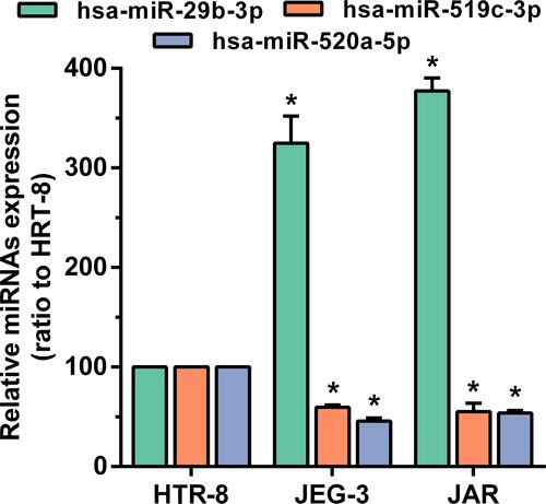 Figure 9 The expression of hsa-miR-29b-3, hsa-miR-519c-3p and hsa-miR-520a-5p in the comparison between the choriocarcinoma cell group and HRT-8 group. *p < 0.05 compared with HRT-8 group.