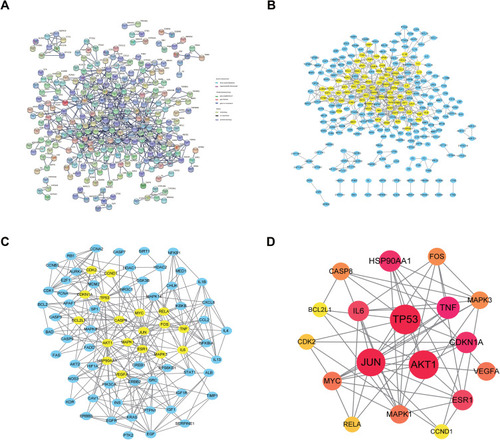 Figure 2 PPI network of HHS-UC. (A) The interactive PPI network obtained from STRING database with the minimum required interaction score set to 0.97. It comprises 268 nodes and 637 edges. Each node represents relevant targets, and edges stand for protein-protein associations, including known interactions (azure represents curated databases, purple indicates experimentally determined), predicted interactions (green represents gene neighborhood, red stands for gene fusions, and blue indicates gene co-occurrence), and others (light green represents text mining, black stands for co-expression, and light blue indicates protein homology). (B) PPI network imported from STRING database to Cytoscape 3.8.0. (C) PPI network of more significant proteins extracted from (B) by filtering 6 parameters: BC, CC, DC, EC, NC and LAC. This network is made up of 75 nodes and 307 edges. (D) Core PPI network of core proteins extracted from (C); this network contains 18 nodes and 57 edges. Higher degree values indicate larger node sizes. Red indicates a higher degree, and yellow represents a lower degree.