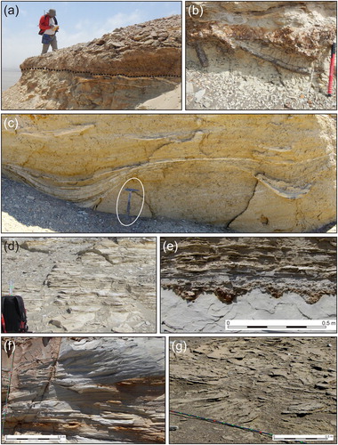 Figure 3. (a) Detail of the unconformity between the P0 and P1 allomembers at Cerro las Tres Piramides (black dotted line). This surface places coarse-grained sediments composed of tightly packed phosphate pebbles, basement clasts, shark teeth, and polished bones surrounded by a sandy matrix (above) in direct and erosive contact with diatomite mudstones (below); (b) below the surface, frequent Thalassinoides burrows are filled with small phosphate nodules; (c) close up of sand-filled gutter casts in the nearshore facies at the base of the P2 allomember. They occur parallel to each other as discrete scours that are usually less than 1.50 m in width and 0.5 m deep. In cross section, these erosional structures display a gently (concave up) curved base and outlines that flare upward. Internally, they are filled with slightly sagging sandy laminae that either drape the margins concordantly or pinch out discordantly against them (Cadenas de los Zanjones); (d) finely laminated diatomites (P2, Cerro Hueco la Zorra); (e) close up view of multiple gravel-filled gutter casts at the base of a gravel bed in nearshore facies. Typically, these linear features are 0.20–0.25 m wide and 0.15 m deep and laterally connected. Lateral spacing is regular, at distances of about 0.3 m. Their cross-sectional shape is generally symmetrical and some have walls with stepped outlines. Gutters show a strongly preferred NE orientation, nearly perpendicular to the inferred shoreline trend. The infill consists of pebble-size phosphatic nodules set in a well-sorted, medium- to coarse-grained sand (base of P2, Cerro Blanco); (f) swaley cross-stratification in fine-grained sandstone produced by storm-induced oscillatory and combined flows (base of P2, Cerro Blanco); (g) oblique view of trough cross-stratification produced in medium- to coarse-grained bioclastic sandstones by migration of lunate bedforms (base of P1, Cerro la Bruja).