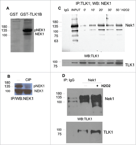 Figure 1 . TLK1B binds NEK1. (A) NEK1 was pulled-out with GST-TLK1B, but not GST, from 0.3 mg of Hek293 cell extract. (B) Immunoprecipitated NEK1 was treated with CIP to establish the mobility of the phosphorylated form. (C) The interaction between TLK1 and NEK1 is strengthened upon DNA damage. Hek293 cells were exposed to 0.2 mM H2O2 for the indicated time. Extracts were prepared and immunoprecipitated with TLK1 antiserum and probed for coIP with NEK1 serum, or for TLK1 (bottom). EXT (cell extract).