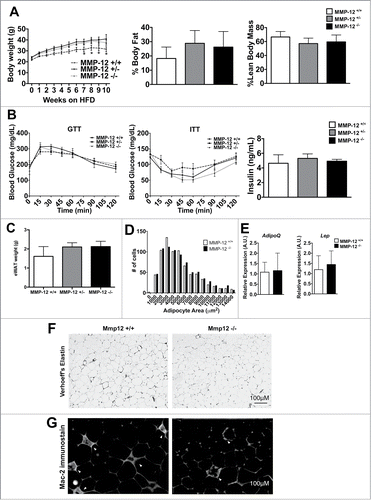 Figure 6. Mmp12 deficiency does not influence body composition or metabolism. (A) Body weights were measured in male Mmp12−/−, Mmp12+/−, and Mmp12+/+ mice fed HFD for 10 weeks, body composition was measured at 8 weeks of HFD. (B) Glucose Tolerance Tests (GTT), Insulin tolerance tests (ITT), and fasting serum insulin concentrations were examined. (C) eWAT weights were recorded after sacrifice, and (D) a graphical representation of adipocyte number by size was recorded. (E) AdipoQ and Lep gene expression was examined. (F) Verhoeff's stain and (G) immunofluorescence stain for Mac-2+ ATMs in HFD-fed Mmp12−/− mice and wild type controls shown in gray scale. (scale bar = 100 μm) (mean ± SEM; n = 4-10).