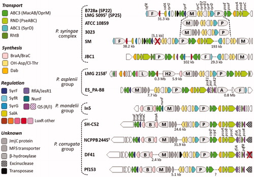 Figure 3. Genetic organization of the regions flanking representative Pseudomonas BGCs for LPs of the mycin, peptin, and factin families. The grey bullets represent the NRPS enzymes specified in Figure 2 (not to scale): B, brabantamide; F, factin; L, LP-13, M, mycin; P, peptin; A similar representation is used for the Hybrid NRPS-PKS-2 system (H2) and the mupirocin PKS system (A). The distances between non-adjacent genes (separated by a dotted line) are specified. The colour legend specifies the respective gene products, with the same colour used for homologs present in different strains. Genes that are discussed in the text are labelled. Pseudogenes or gene remnants are crossed. The distance between the thanamycin and thanapeptin clusters differs between strains SH-C52 (24.6 kb) and DSM 11579 (2.8 kb, not shown). The BGC organization of P. syringae strains ATCC 10859 and 3023 is identical to those of strains B728a and LMG 5095T, except for two or three additional genes in the region between the M and P clusters (only the latter part is shown).