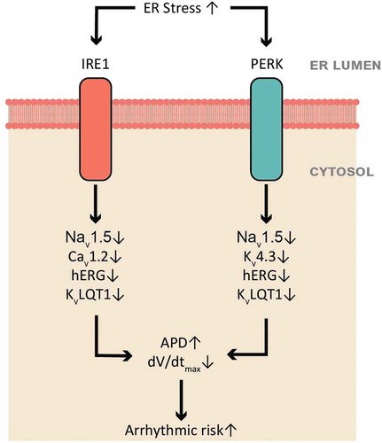 Figure 3. A summarized scheme of the UPR regulation on human cardiac ion channels. Activated UPR downregulates selective ion channels, leads to prolonged APD and reduced dV/dtmax, which can contribute to electrical remodeling and arrhythmias. The PERK branch downregulates Nav1.5, Kv4.3, hERG, and KvLQT1, while the IRE1 branch downregulates Nav1.5, Cav1.2, hERG, and KvLQT1.