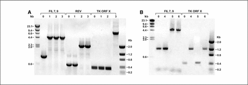 Figure 4.  Confirmation of recombinant fowlpox virus (rFPV) genomic structure. Agarose gel electrophoresis of PCR products obtained from rFPVs. (A) PCR products from parent virus (no added genes; lane 0); rFPV containing one gene [human immunodeficiency virus type 1 (HIV-1) gag-pol, lane 1]; fFPV containing two genes (HIV-1 gag-pol and env, lane 2); and rFPV containing three genes (HIV-1 gag-pol, env, and tat/rev, lane 3). PCR amplifications are grouped according to the insertion site: F6, 7, 9 for HIV-1 gag-pol, reticuloendotheliosis provirus (REV) for HIV-1 env, and TK ORF X for HIV-1 tat/rev. (B) PCR products from the parent virus (no added genes, lane 0), rFPV containing HIV-1 tat/rev only (lane 4), rFPV containing simian immunodeficiency virus (SIV) gag-pol only (lane 5), or rFPV containing HIV-1 tat/rev and SIV gag-pol (lane 6). PCR amplifications are grouped according to the insertion site: F6, 7, 9 for SIV gag-pol and TK ORF X for HIV-1 tat/rev. Table 1 gives the expected fragment.