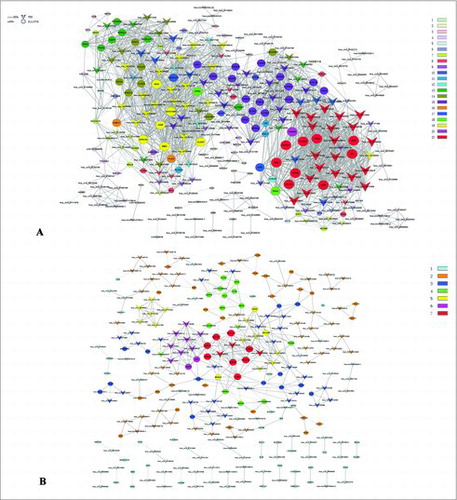 Figure 2. Co-expression network in GC tissues and adjacent normal tissues. The co-expression network consists of 204 circRNAs and 169 mRNAs. (A) GC tissues; (B) Normal tissues. A round node represents a protein-coding gene, and a triangular node represents a circRNA. Solid lines between two nodes indicate positively-correlated interactions between genes, and dashed lines indicate negatively-correlated interactions. Structural cohesion levels are presented in different colors; red indicates a high cohesion level.