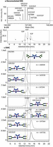 Figure 2. FcγRIIIa affinity LC-UV-MS characterization of rituximab. (a) Deconvoluted mass spectrum of entire sample; (b) LC chromatogram with UV detection at 280 nm. Asterisk indicates elution of truncated single antenna (A1G0F) species. (c) Extracted mass chromatograms (XMC) for individual intact antibody molecules with M5/M5, G0F/G0F, G0F/G1F, G1F/G1F, G1F/G2F, and G2F/G2F glycans