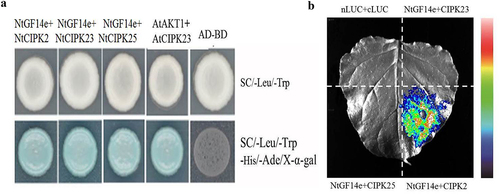 Figure 8. Yeast two-hybrid and luciferase complementation assay. (a) Yeast two-hybrid; (b) luciferase complementation assay. AtCBL1 and AtCIPK23 were used as positive control, AD and BD were used as negative control. nLUC+cLUC were used as negative control.