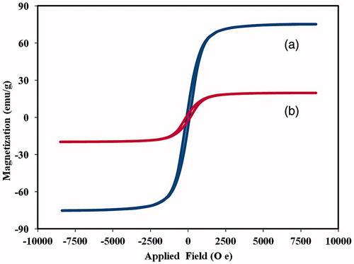 Figure 5. Magnetic behaviour of (a) Fe3O4 nanoparticles and (b) poly [(PMA-PNIPAM)m-b-PEG-b-(PNIPAM-PMA)m]/Fe3O4/DOX magnetic nanocomposite.