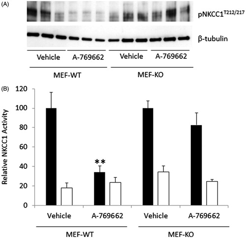 Figure 6. A-769662 mediated reduction in NKCC1-mediated flux in MEF cells is AMPK-dependent. (A) WT and AMPK null MEF cells (MEF-AMPKβ1floxβ2KO) treated with A-769662 were analyzed by Western blot to determine the phosphorylation state of NKCC1T212/217. (B) MEF cells were analyzed for NKCC1-mediated 86Rb flux (vehicle black bars, bumetanide white bars). n = 12, **p < 0.0001.
