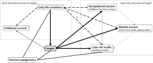 Figure 2. Diagram of later-life effects of heights.