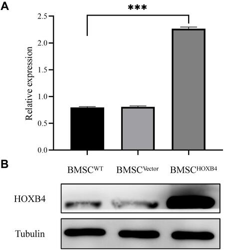 Figure 1 Validation of BMSCHOXB4. (A) Expression of HOXB4 in BMSCs was analyzed by Western blotting. (B) Quantitative analysis indicated that the expression of HOXB4 was significantly increased in BMSCHOXB4 group compared to that in BMSCWT group; there was no difference in HOXB4 expression between the BMSCWT and BMSCVector groups. Data were expressed as mean±SD (n=3), ***P <0.001.