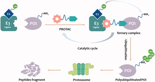 Figure 1. PROTAC-mediated degradation of target proteins through the UPS.