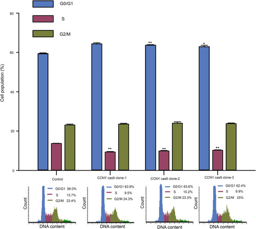 Figure 3 Cell cycle G1/S phase arrest was induced by the suppression of CCNY expression. Cell cycle distribution of cells was determined by flow cytometry. The histogram showed the statistical data expressed as the mean ± standard error. *P<0.05 (t-test), **P<0.01 (t-test).