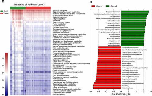 Figure 5. Predicting gene function in the lung microbiota using PICRUSt2.The impact of differentially enriched KEGG pathways between lung cancer and the control group is shown using a heat map (a) and evaluated through the LDA score. Only KEGG pathways meeting an LDA score >3.0 are shown (b). The columns in red and blue represent the cancer and control groups, respectively.