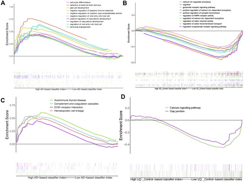 Figure 5 Result of gene set enrichment analysis. (A) Biological processes enriched in AD. (B) Biological processes enriched in vascular dementia. (C) KEGG pathways enriched in AD. (D) KEGG pathways enriched in vascular dementia.